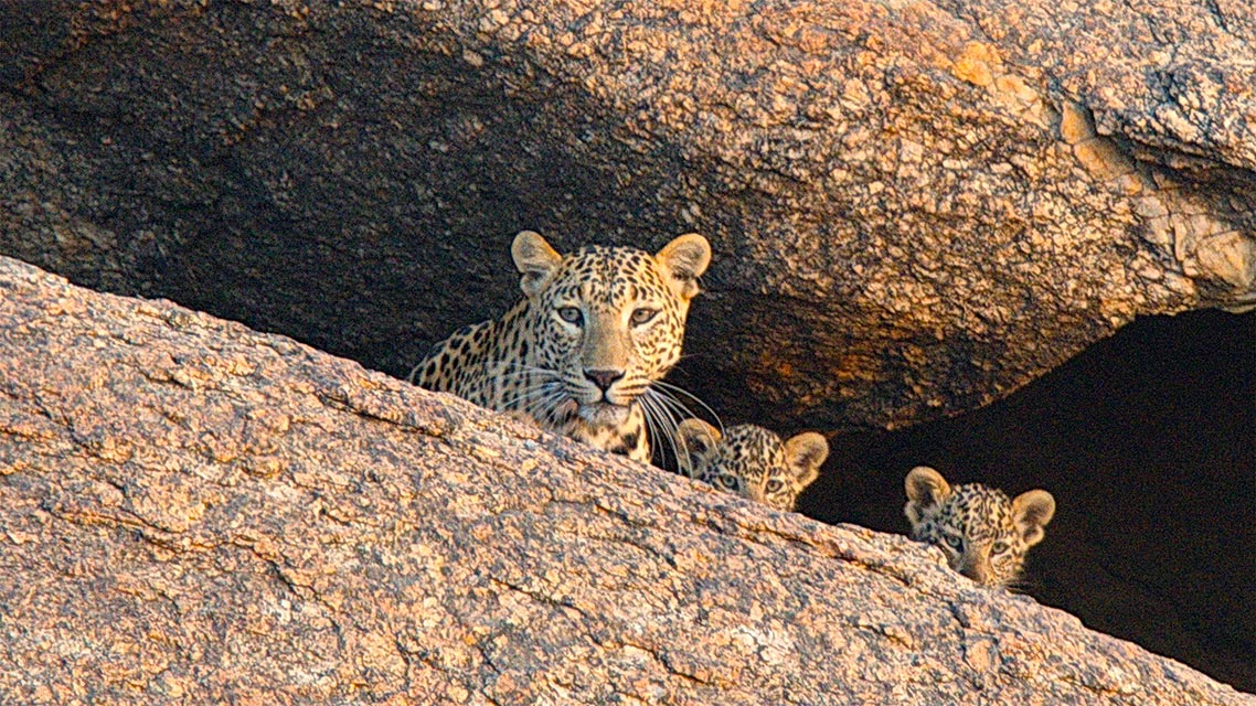 Leopardove stijene
