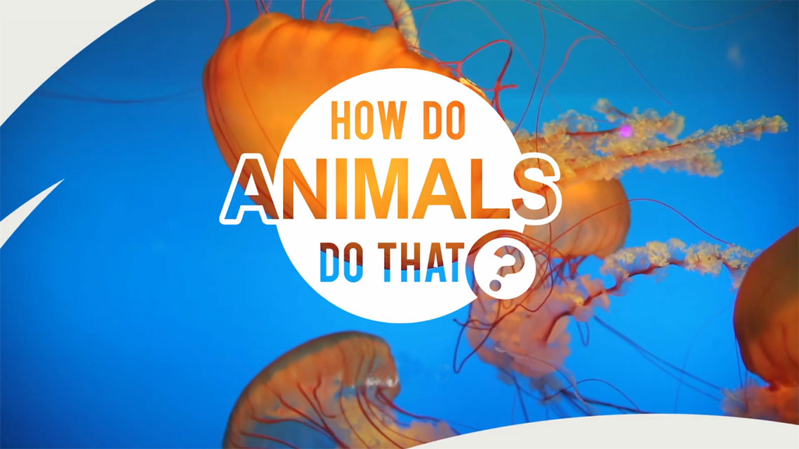 Kako to životinje rade?
