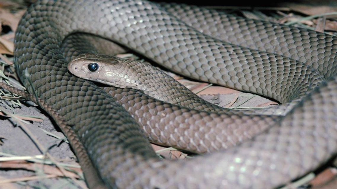 Najsmrtonosnije na svijetu: Super zmije