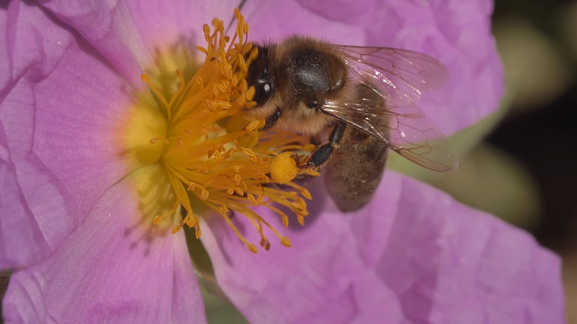 Pčele, nevidljivi mehanizam života, dokumentarni film