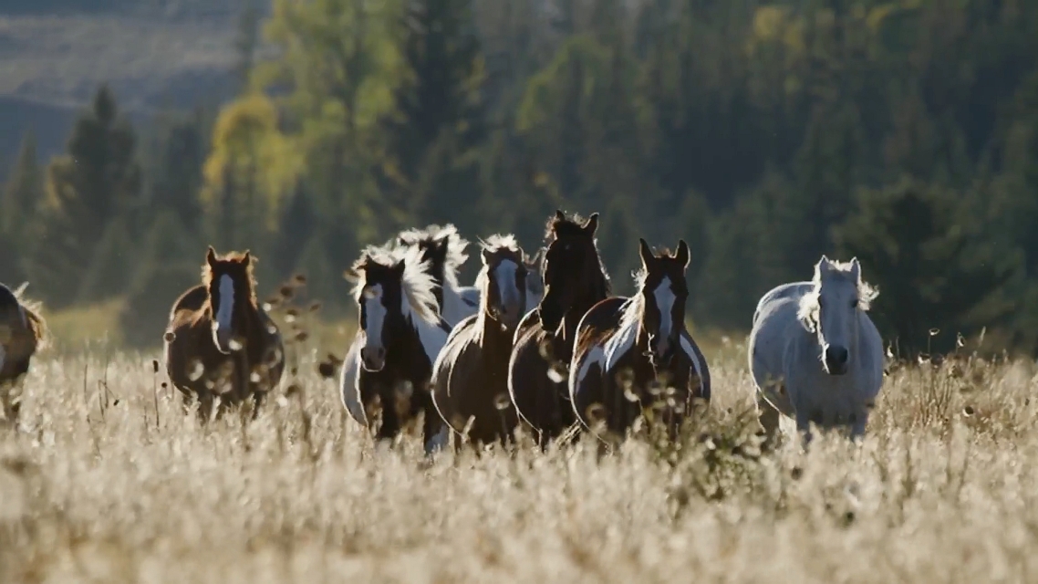 Legendarni američki konji, dokumentarni film